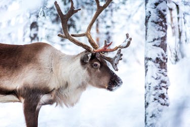 Kuusamo Reindeer Ride with Barbecue